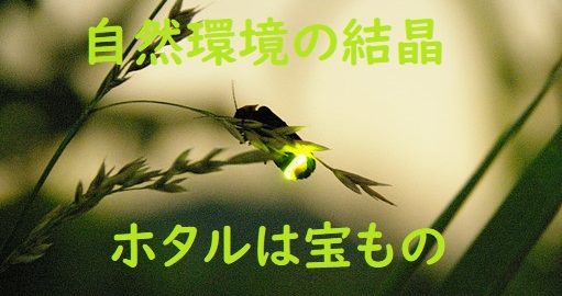 自然環境の結晶　ホタルは宝