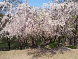 大池桜